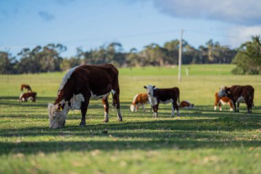 Avustralya 'daki güzel sığırlar ot yer, otlakta otlarlar. Tarımsal bir çiftlikte yetiştirilen sığır sürüsü. Sürdürülebilir tarım ürünleri. 