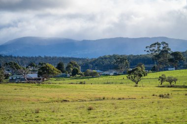 Avustralya 'daki güzel sığırlar ot yer, otlakta otlarlar. Tarımsal bir çiftlikte yetiştirilen sığır sürüsü. Sürdürülebilir tarım ürünleri. 