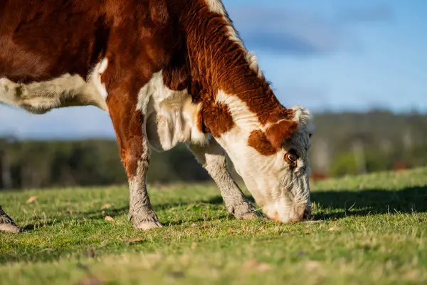 stock image beautiful cattle in Australia  eating grass, grazing on pasture. Herd of cows free range beef being regenerative raised on an agricultural farm. Sustainable farming of food crops. 