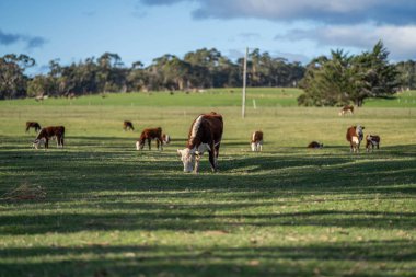Avustralya 'daki güzel sığırlar ot yer, otlakta otlarlar. Tarımsal bir çiftlikte yetiştirilen sığır sürüsü. Sürdürülebilir tarım ürünleri. 