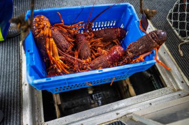 Avustralya 'daki güzel sığırlar ot yer, otlakta otlarlar. Tarımsal bir çiftlikte yetiştirilen sığır sürüsü. Sürdürülebilir tarım ürünleri. 