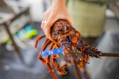 Avustralya 'daki güzel sığırlar ot yer, otlakta otlarlar. Tarımsal bir çiftlikte yetiştirilen sığır sürüsü. Sürdürülebilir tarım ürünleri. 