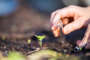 mikroorganizmalar ve toprak biyolojisi, mikroskop altında nematodlar ve mantarlar. Avustralya 'da bir toprak ve gübre örneğinde.