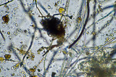 Avustralya 'daki güzel sığırlar ot yer, otlakta otlarlar. Tarımsal bir çiftlikte yetiştirilen sığır sürüsü. Sürdürülebilir tarım 