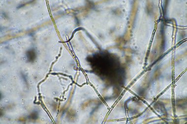 Avustralya 'daki güzel sığırlar ot yer, otlakta otlarlar. Tarımsal bir çiftlikte yetiştirilen sığır sürüsü. Sürdürülebilir tarım 