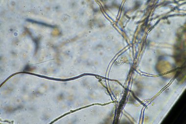 Avustralya 'daki güzel sığırlar ot yer, otlakta otlarlar. Tarımsal bir çiftlikte yetiştirilen sığır sürüsü. Sürdürülebilir tarım 