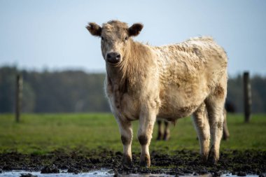 Avustralya 'daki güzel sığırlar ot yer, otlakta otlarlar. Tarımsal bir çiftlikte yetiştirilen sığır sürüsü. Sürdürülebilir tarım 