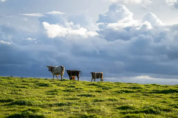 stock image beautiful cattle in Australia  eating grass, grazing on pasture. Herd of cows free range beef being regenerative raised on an agricultural farm. Sustainable farming 