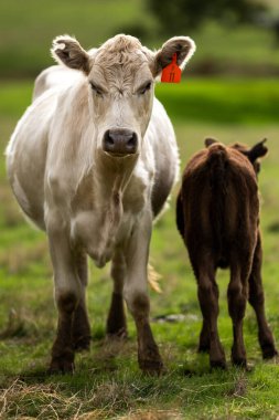 Avustralya 'daki güzel sığırlar ot yer, otlakta otlarlar. Tarımsal bir çiftlikte yetiştirilen sığır sürüsü. Sürdürülebilir tarım 