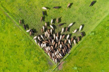 İngiltere 'de bir çiftlikte sığır eti. Baharda çayırda otlayan İngiliz sığırları. Sürdürülebilir bir tarım çiftliğinin otlağında büyüyen yeşil çimenler. çiftlik hayvanları