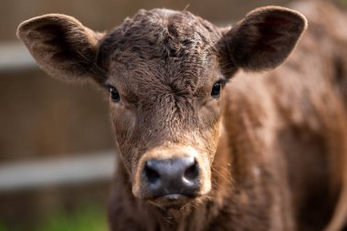 İngiltere 'de bir çiftlikte sığır eti. Baharda çayırda otlayan İngiliz sığırları. Sürdürülebilir bir tarım çiftliğinin otlağında büyüyen yeşil çimenler. çiftlik hayvanları