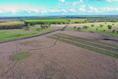 İngiltere 'de bir çiftlikte sığır eti. Baharda çayırda otlayan İngiliz sığırları. Sürdürülebilir bir tarım çiftliğinin otlağında büyüyen yeşil çimenler. çiftlik hayvanları