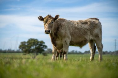 İngiltere 'de bir çiftlikte sığır eti. Baharda çayırda otlayan İngiliz sığırları. Sürdürülebilir bir tarım çiftliğinin otlağında büyüyen yeşil çimenler. çiftlik hayvanları