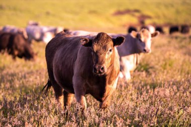 İngiltere 'de bir çiftlikte sığır eti. Baharda çayırda otlayan İngiliz sığırları. Sürdürülebilir bir tarım çiftliğinin otlağında büyüyen yeşil çimenler. çiftlik hayvanları