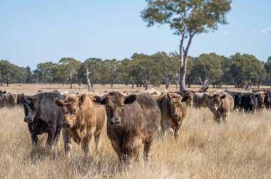 İngiltere 'de bir çiftlikte sığır eti. Baharda çayırda otlayan İngiliz sığırları. Sürdürülebilir bir tarım çiftliğinin otlağında büyüyen yeşil çimenler. çiftlik hayvanları