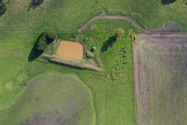 İngiltere 'de bir çiftlikte sığır eti. Baharda çayırda otlayan İngiliz sığırları. Sürdürülebilir bir tarım çiftliğinin otlağında büyüyen yeşil çimenler. çiftlik hayvanları