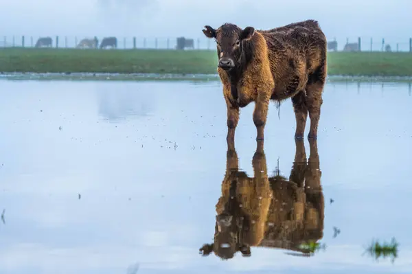 stock image beautiful cattle in Australia  eating grass, grazing on pasture. Herd of cows free range beef being regenerative raised on an agricultural farm. Sustainable farming 