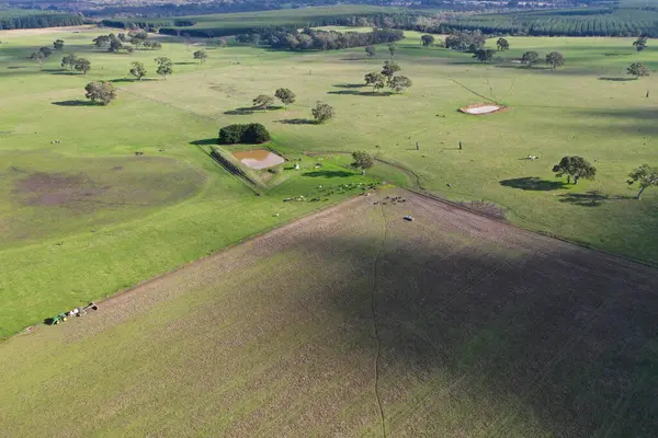 stock image Stud beef cows in a field on a farm in England. English cattle in a meadow grazing on pasture in springtime. Green grass growing in a paddock on a sustainable agricultural ranch. farm animals