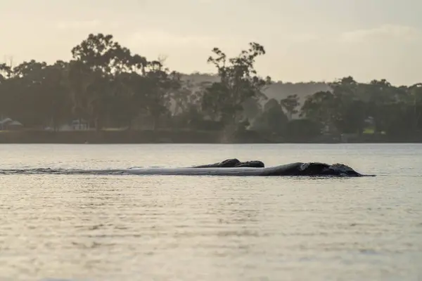 Stock image Southern right whale with baby calf in tasmania australia in spring