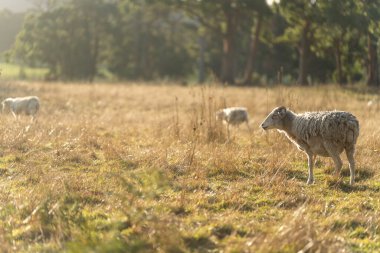 Merino sheep, grazing and eating grass in New zealand and Australia clipart