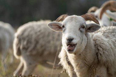 Merino koyunu, Yeni Zelanda ve Avustralya 'da otluyor ve yiyor.