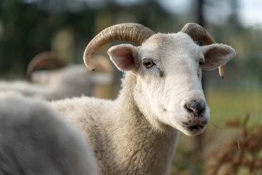 Sheep in a field. Merino sheep, grazing and eating grass in New zealand and Australia clipart