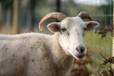 Merino sheep, grazing and eating grass in New zealand and Australia clipart