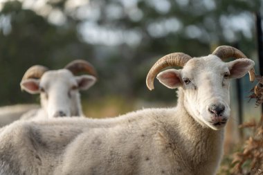 Merino koyunu, Yeni Zelanda ve Avustralya 'da otluyor ve yiyor.