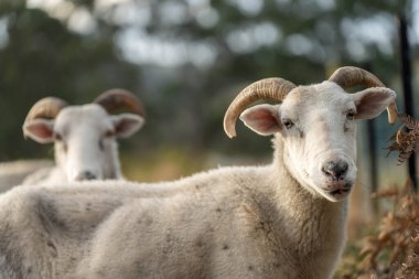 Merino koyunu, Yeni Zelanda ve Avustralya 'da otluyor ve yiyor.