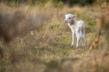 Merino koyunu, Yeni Zelanda ve Avustralya 'da otluyor ve yiyor.