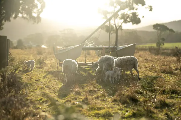 stock image Dry land shorn Merino sheep on a farm in a drought Summer