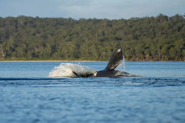 stock image Southern right whale with baby calf in tasmania australia in spring