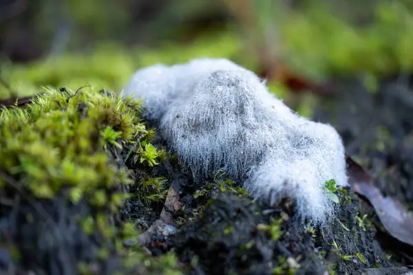 stock image dog poop fungus growth of fuzz hair growth on grass in winter