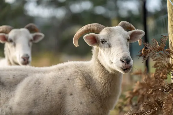 stock image Sheep and Lambs in Australian Fields in spring