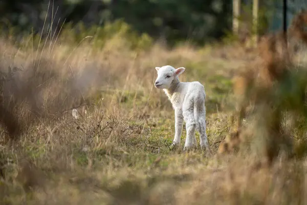 stock image Sheep and Lambs in Australian Fields in spring