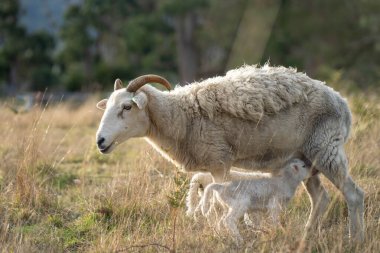 Sheep in a field. Merino sheep, grazing and eating grass in New zealand and Australia clipart