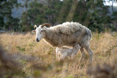 Kuru toprak kurak yaz mevsiminde bir çiftlikte Merino koyunlarını kırar.