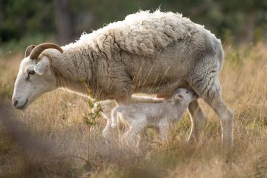 Koyunlar tarlada. Merino koyunu, Yeni Zelanda ve Avustralya 'da otluyor ve yiyor.
