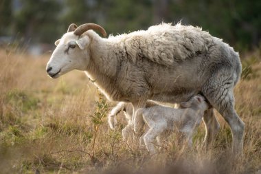 İlkbaharda altın bir ışıkta koyundan süt içen kuzu. 