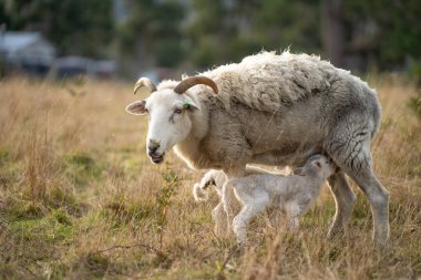 Merino koyunu, Yeni Zelanda ve Avustralya 'da otluyor ve yiyor.