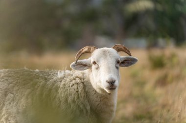 Merino koyunu, Yeni Zelanda ve Avustralya 'da otluyor ve yiyor.