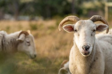 Merino koyunu, Yeni Zelanda ve Avustralya 'da otluyor ve yiyor.