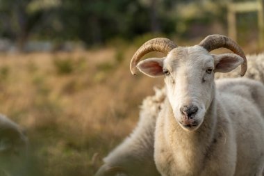 Kuru toprak kurak yaz mevsiminde bir çiftlikte Merino koyunlarını kırar.