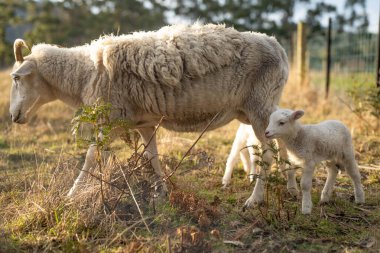 Kuru toprak kurak yaz mevsiminde bir çiftlikte Merino koyunlarını kırar.