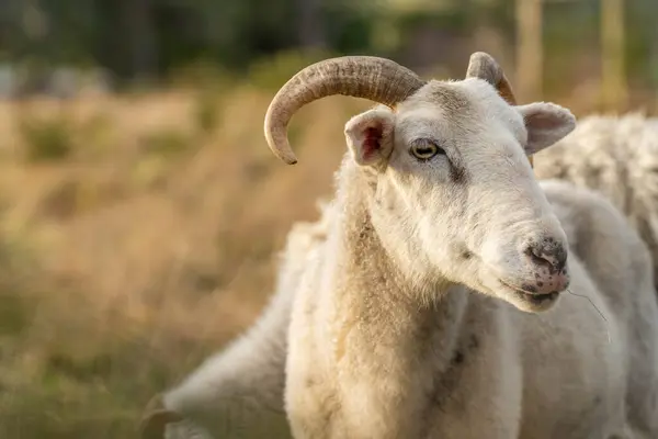 stock image Dry land shorn Merino sheep on a farm in a drought Summer