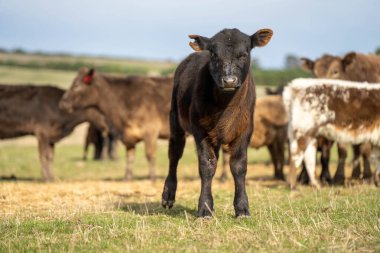 Tazmanya Avustralya wagyu inekleri çayırda otluyor. İlkbaharda Tazmanya Avustralya 'da bir çayır otlağında ot yiyen siyah bir angus ineğinin yakınına.