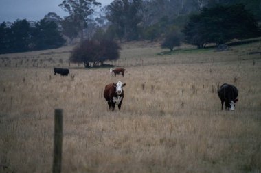 Dağlarda bir koyun sürüsü