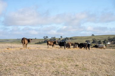Avustralya 'daki tarlada inekler