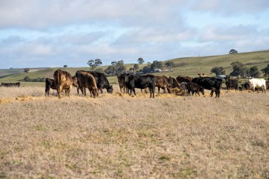 Kırsalda bir inek sürüsü