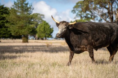 Kırsalda siyah benekli ve boynuzlu büyük beyaz bir boğa.